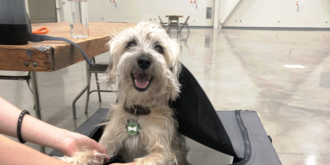Dog at a cooling center during heat wave