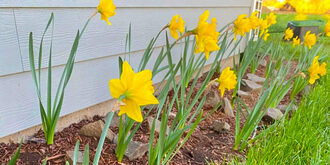 A row of yellow daffodil cups in a border with bright green grass.