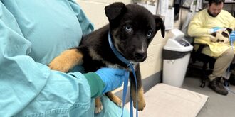 Animal Services staff intaking two puppies at the Bonnie Hays Animal Shelter. The black and tan puppy is being held by an Animal Shelter technician wearing a green isolation gown and latex gloves, while a white and black puppy in the background is being held by a staff member in a yellow isolation gown and latex gloves. 