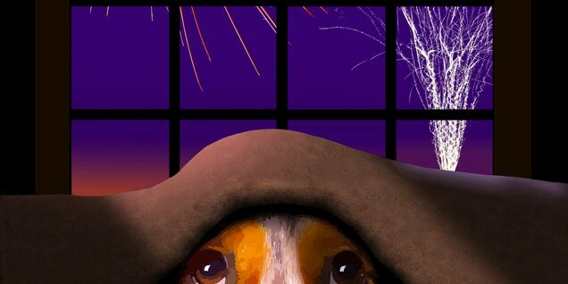 Dog eyes peeking out from under the covers. Fireworks in the background.