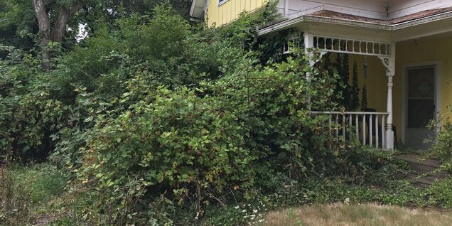 Plants and shrubs grow wildly at a house