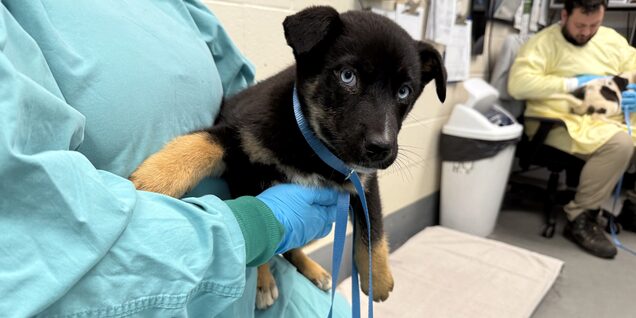 Animal Services staff intaking two puppies at the Bonnie Hays Animal Shelter. The black and tan puppy is being held by an Animal Shelter technician wearing a green isolation gown and latex gloves, while a white and black puppy in the background is being held by a staff member in a yellow isolation gown and latex gloves. 