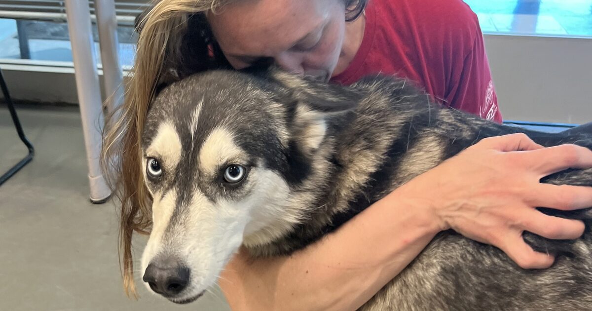 Pet owners should prepare now for Fourth of July fireworks | Washington ...