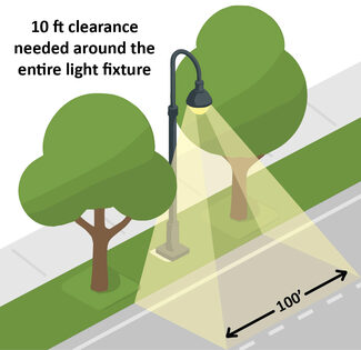 Vegetation around Streetlights